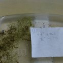 site1purple bladderwort